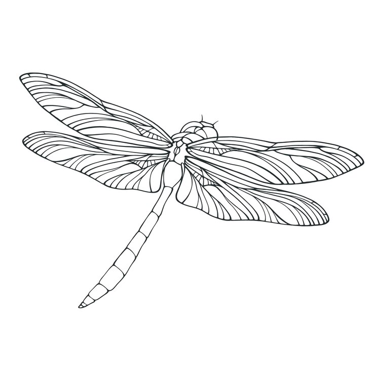 Vector ilustración de libélula de contorno vectorial aislada