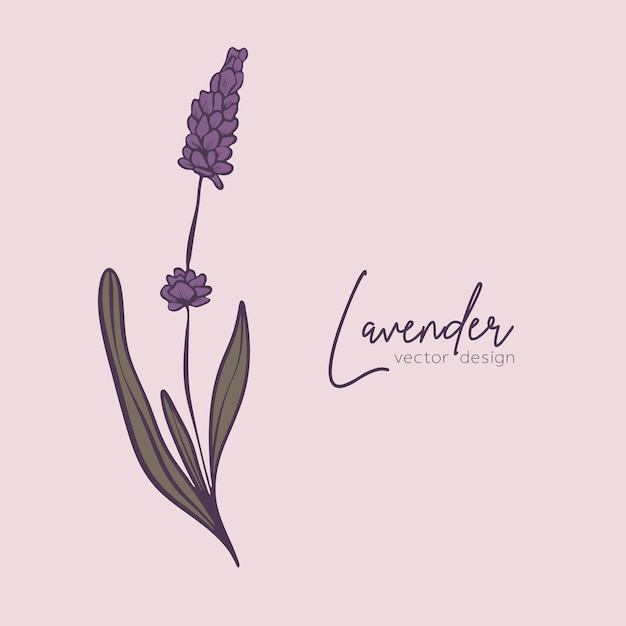 Ilustración de línea botánica de una rama de lavanda para invitación de boda y tarjetas de diseño de logotipo web