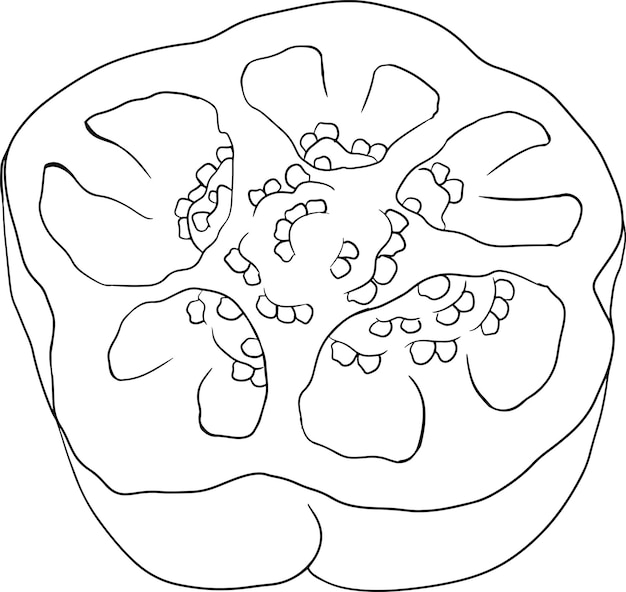 Ilustración de línea dibujada a mano de diferentes tipos de pimiento pimiento pimentón Verduras p