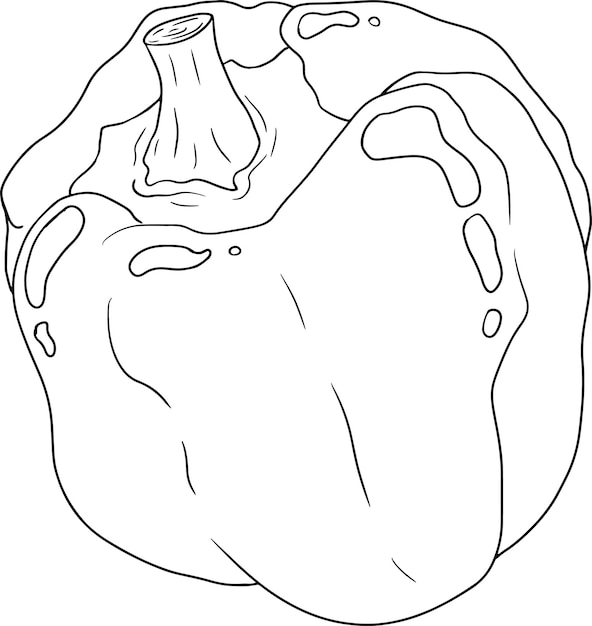 Ilustración de línea dibujada a mano de diferentes tipos de pimiento pimiento pimentón Verduras p