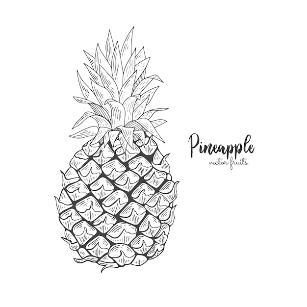 Ilustración de línea en estilo de grabado. piña tropical exótica