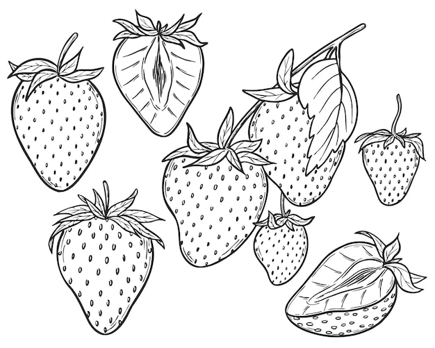 Vector ilustración de línea de fresa vectorial dibujada a mano dibujo de contorno botánico boceto monocromático
