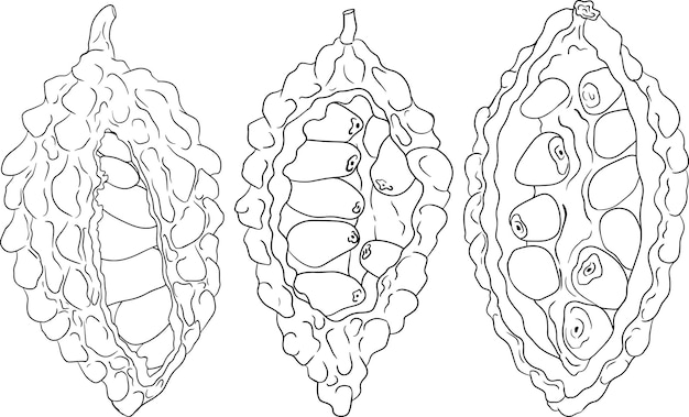 Vector ilustración de la línea momordica charantia pera de bálsamo calabaza amarga melón amargo