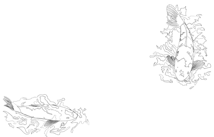 Vector ilustración de línea de natación de carpa solo sin color
