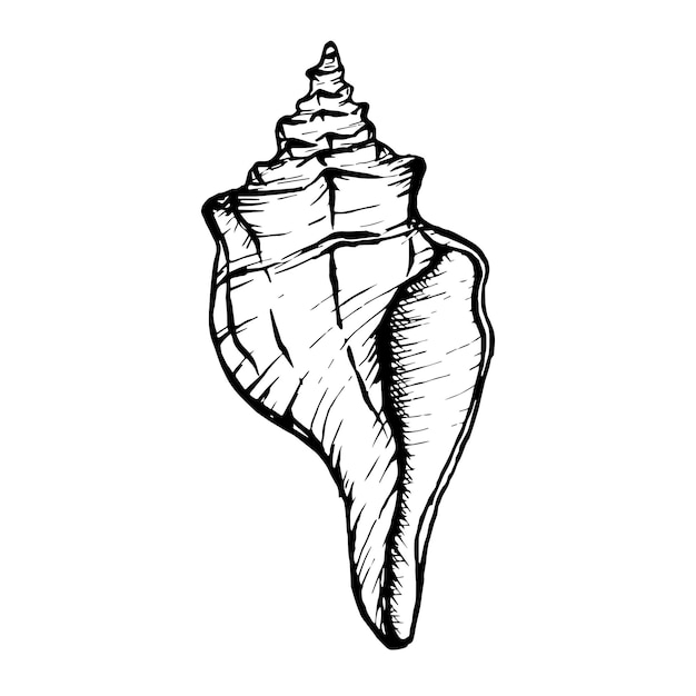 Ilustración de línea de Shell Vector Seashells en estilo blanco y negro Dibujo de molusco aislado en fondo blanco Gráficos estilizados Arte de línea del mundo submarino para el diseño de postales de etiquetas
