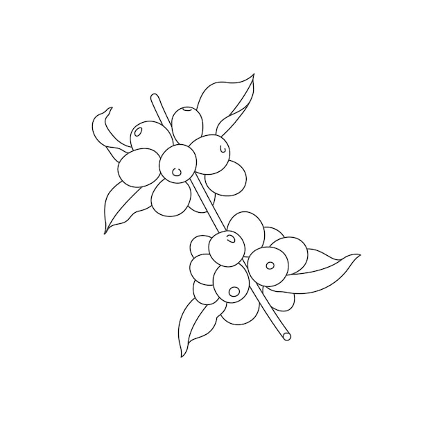 Ilustración de línea de vector de rama de árbol de café. Planta de café con frijoles.