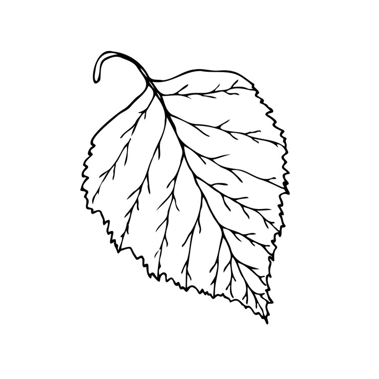 Ilustración de línea vectorial de una hoja de abedul aislada sobre un fondo blanco