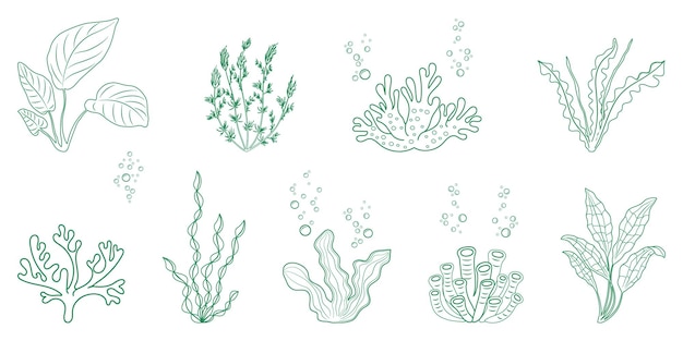 Ilustración lineal de algas marinas vegetación marina y corales en elementos de estilo garabato de alga para el diseño