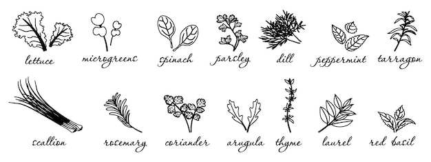 Ilustración lineal de condimentos a base de hierbas para alimentos bocetos de vegetales de hojas vectoriales