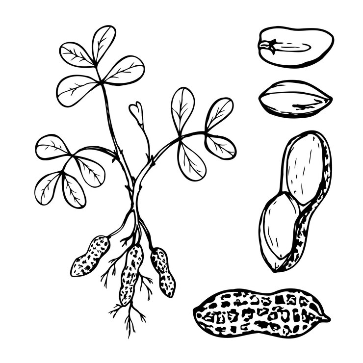 Ilustración de líneas vectoriales dibujadas a mano de cacahuetes