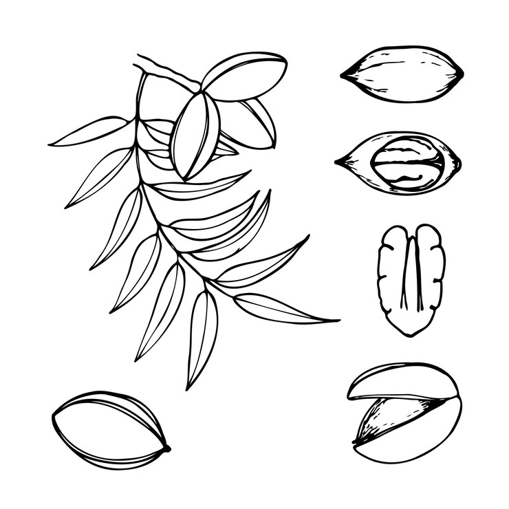 Ilustración de líneas vectoriales dibujadas a mano de nueces de pecan