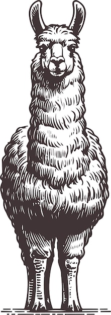 Ilustración de llama dibujada a mano en estilo de boceto detallado Perfecta para impresiones de carteles y decoración del hogar