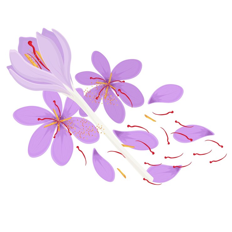 Ilustración del logotipo Clip Art Azafrán seco y flores de crucus
