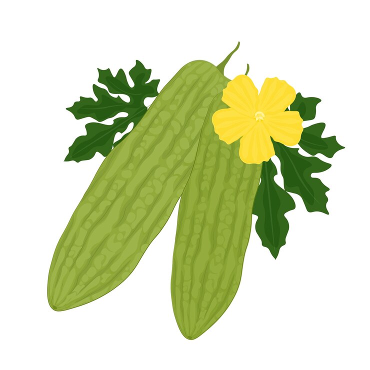 Ilustración del logotipo Clip Art Melón amargo verde fresco o calabaza amargo