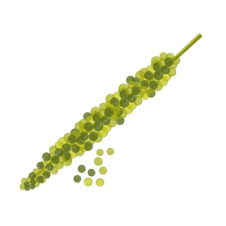 Ilustración del logotipo Clipart Caulerpa lentillifera Umibudo Uvas marinas y algas marinas