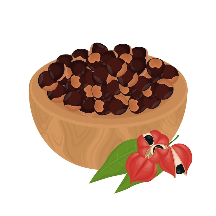 Vector ilustración del logotipo clipart semillas de guaraná en un cuenco de madera