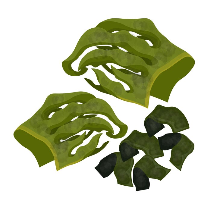 Ilustración del logotipo Clipart Wakame fresco y seco Algas marinas o laminaria
