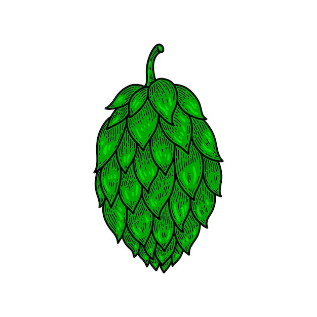 Ilustración de lúpulo de cerveza sobre fondo blanco elemento de diseño para logotipo etiqueta emblema signo ilustración vectorial