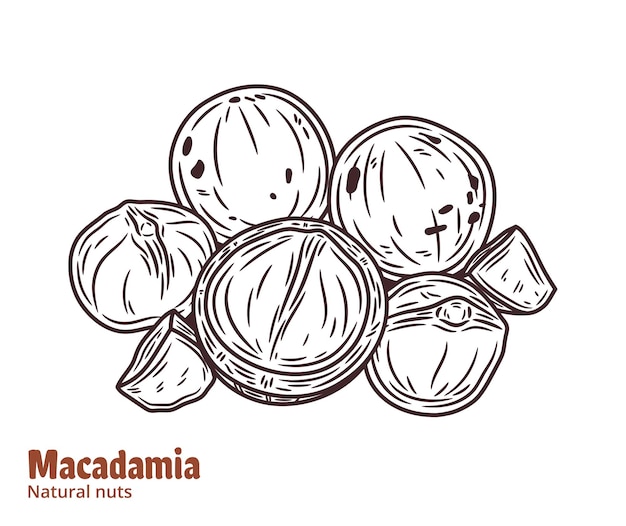 Ilustración de macadamia vectorial