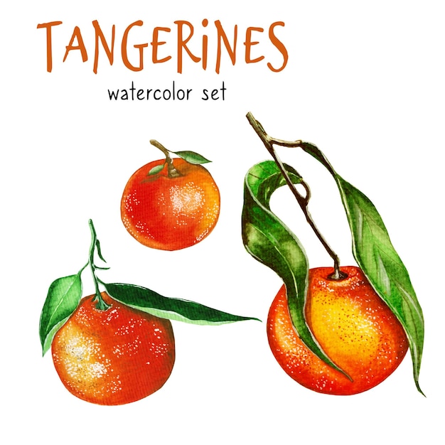 Ilustración de mandarinas