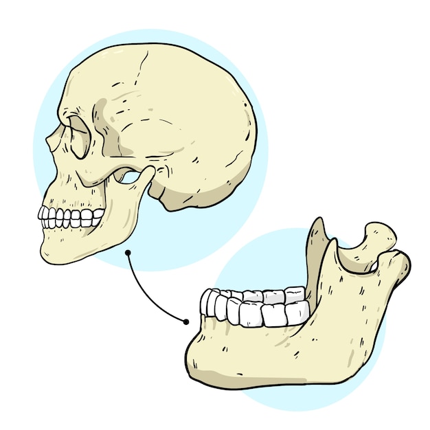 Vector ilustración de la mandíbula dibujada a mano