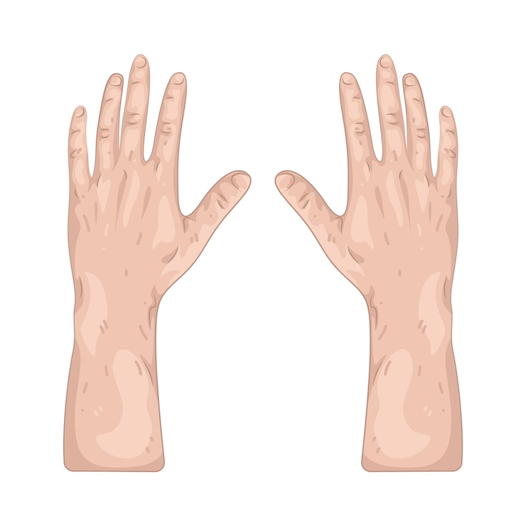 Vector ilustración de la mano