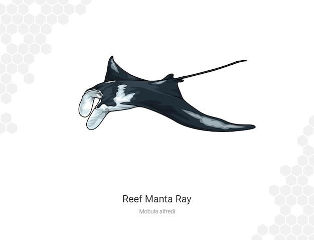 Vector ilustración de la manta ray de arrecife mobula alfredi