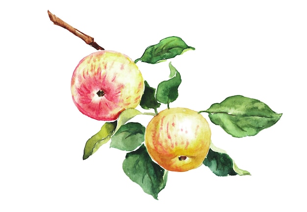 Ilustración de manzana en acuarela de manzanas rojas, frutas, acuarela, ilustración de comida dibujada a mano