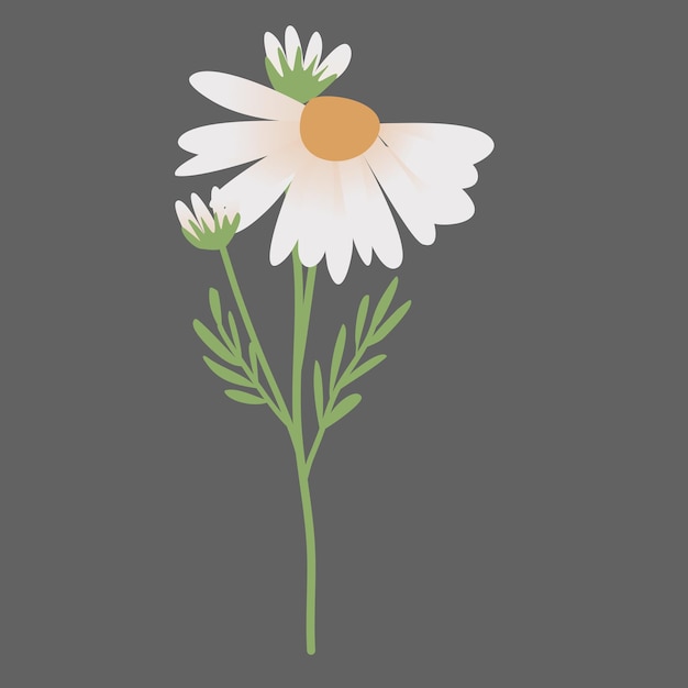 Ilustración de las margaritas