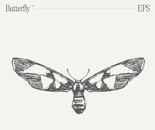 Ilustración de mariposa monocromática dibujada a mano en un boceto vectorial de fondo en blanco