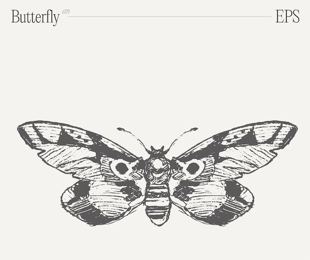 Ilustración de mariposa monocromática dibujada a mano en un boceto vectorial de fondo en blanco