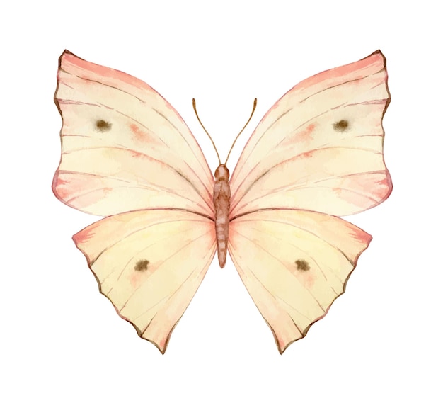 Vector ilustración de mariposa de vector de acuarela pintada a mano vibrante