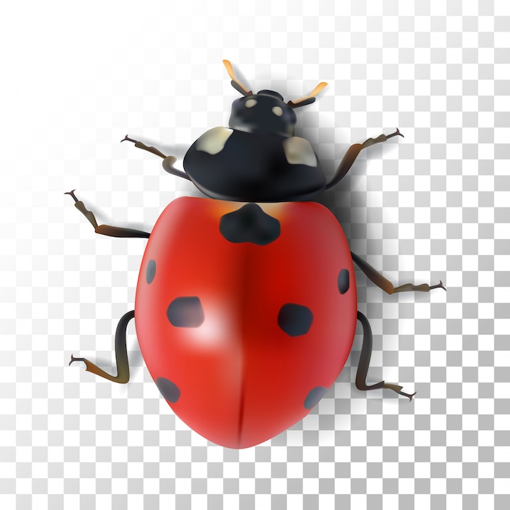 Vector ilustración de mariquitas realistas en transparente