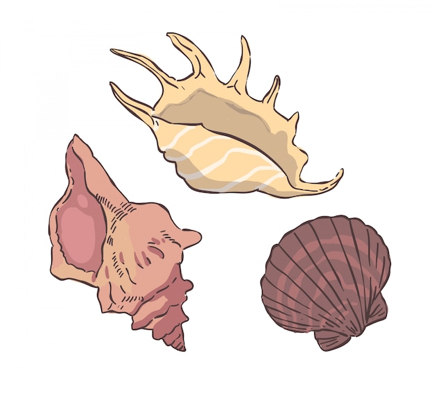 Vector ilustración de mariscos