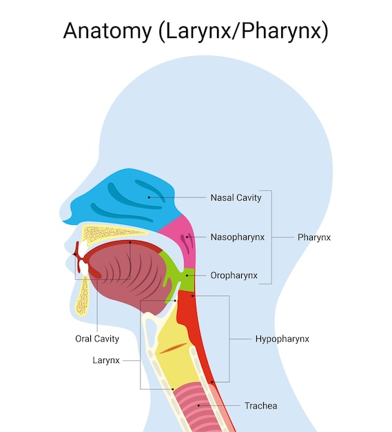 Ilustración médica de la anatomía de la laringe humana