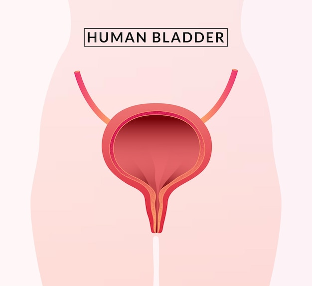 Ilustración médica de la anatomía de la vejiga humana
