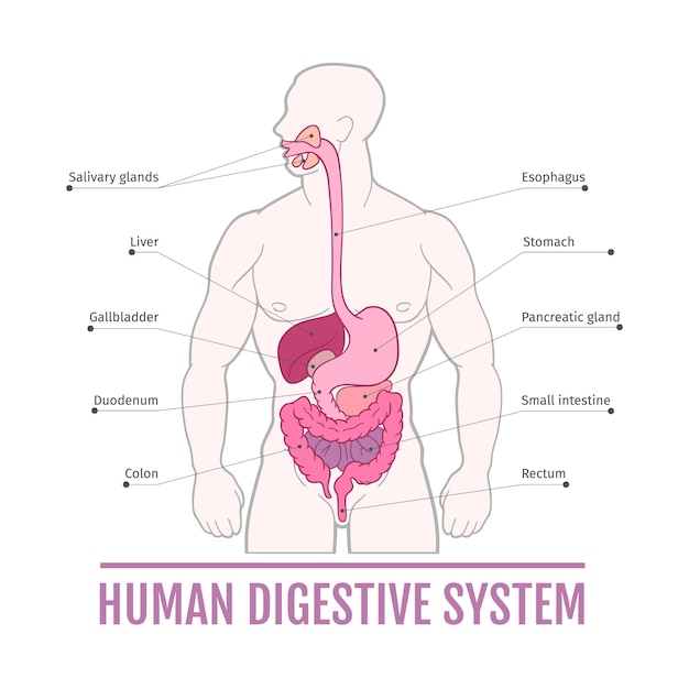 Ilustración médica del sistema digestivo humano. esquema para libros de texto.