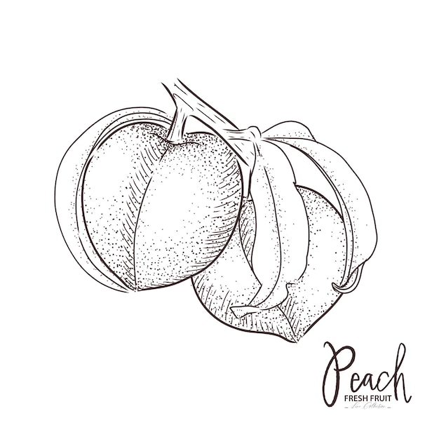 Ilustración de melocotón Dibujo de fruta fresca Vector vintage dibujado a mano