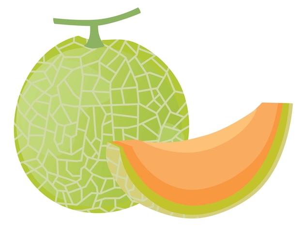 Vector ilustración del melón con patrón neto