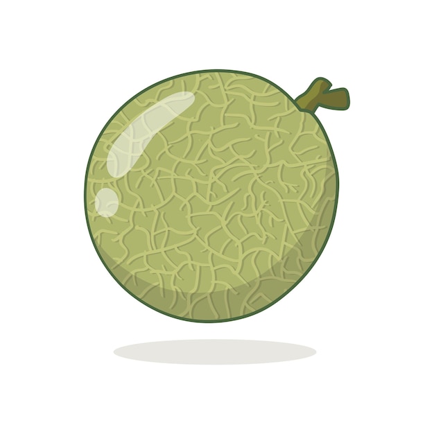 Vector ilustración de melón vectorial sobre fondo blanco