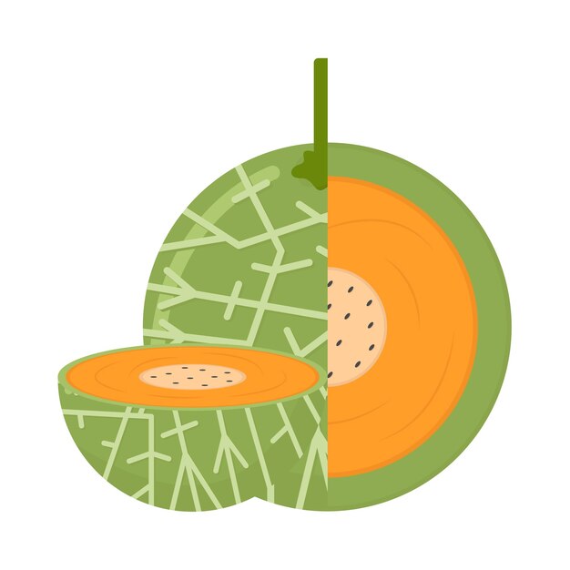 Vector ilustración de melón