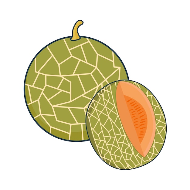 Vector ilustración de melón