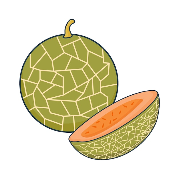 Vector ilustración de melón