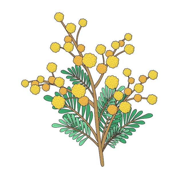 Vector ilustración de mimosa dibujada a mano