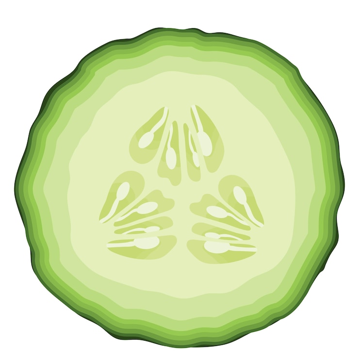 Vector ilustración de la mitad de una rebanada de pepino