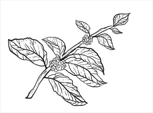 Ilustración monocromática detallada de una rama de una planta de café con hojas