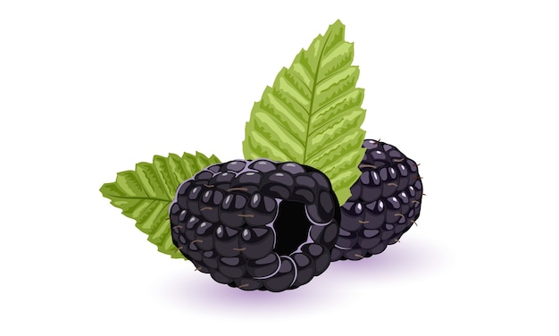 Vector ilustración de moras o moras