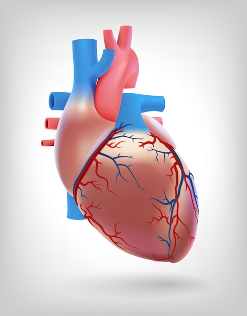 La ilustración muestra las arterias del corazón humano.