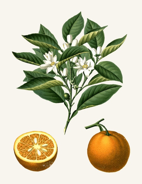 Vector ilustración naranja vintage de una enciclopedia botánica