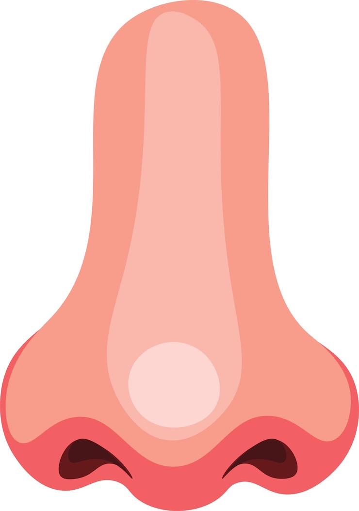 Vector ilustración de la nariz humana